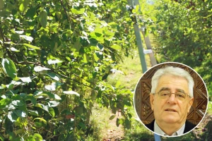 Kad se reže i veže, onda se plače, a kada se bere i otače, onda se pjeva