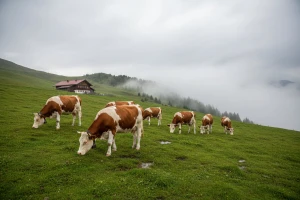 Prosječna farma u Koruškoj ima 30 grla