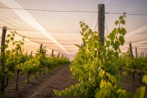 Protugradne mreže za vinograde i voćnjake
