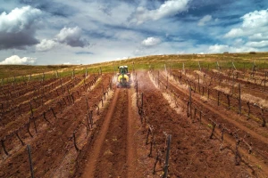 Redovitim praćenjem optimalnih uvjeta pojave štetnika i bolesti do ciljane zaštite vinograda