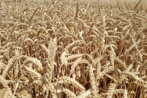 Mjera 17: Za osiguranje usjeva, životinja i biljaka na raspolaganju 140 milijuna kuna