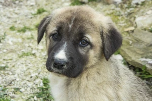 Kreće velika akcija sterilizacije pasa u romskim naseljima