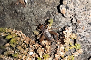 Otkrivena nova vrsta cvrčka - gdje se skrivao?