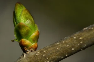 Topli dani ubrzavaju vegetaciju voćaka