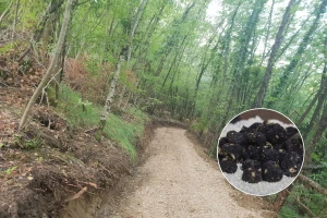 Važno je očuvati vrijedne gljive, "Put tartufa" upravo je na tom tragu