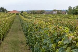 Domaće vinogradarstvo u slobodnom je padu - evo gdje smo s proizvodnjom