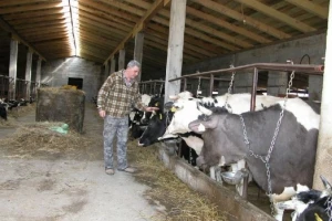 Bez mljekarstva neće biti ni stočarstva