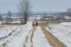 Ima više dana nego kobasica, a ako je u prosincu zelene trave, slabo će biti za krave