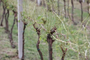 Tuča ogolila vinograde: Oštećeno do 100 ha nasada Iločkih podruma