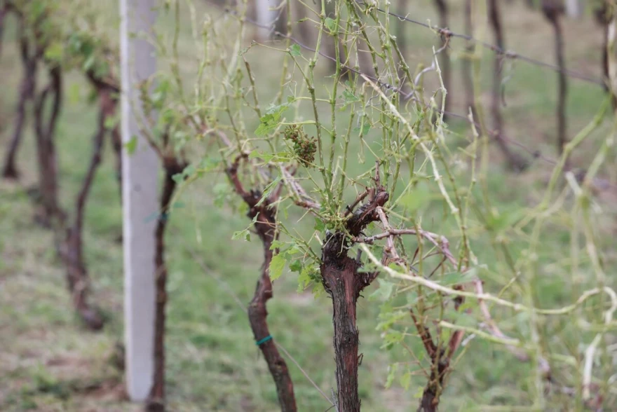 Vinograd tuča