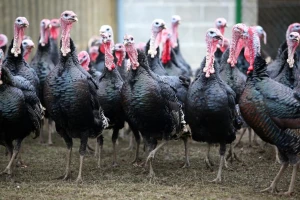 Što su fleksibilne klaonice i kako ih registrirati?