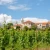 Drevni vinogradi hrvatski su spomendari budućnosti koje treba zaštititi
