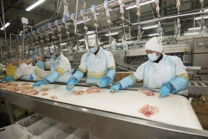 Nova potvrda kvalitete: Piletina Cekin dobila certifikat "Proizvedeno bez upotrebe antibiotika"