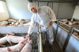 Od obiteljskog držanja svinja do najmodernije farme s 8.500 tovljenika i prasadi godišnje