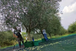 Kada berba tresačima može izazvati rak maslina?