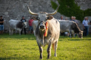 Raste broj istarskih goveda, naše zaštićene pasmine