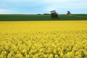 Raste cijena pšenici i uljanoj repici