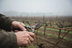 Rezidbom vinograda do planiranog prinosa
