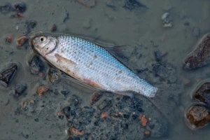 Pomor ribe u Hercegovini, presušilo jezero Nuga