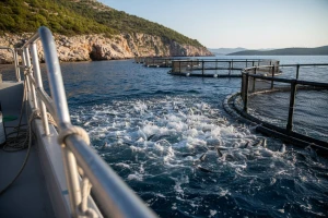 Ribe iz Cromaris uzgajališta direktno u prodaju