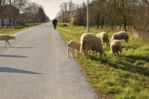 Koliko je Zajednička poljoprivredna politika pomogla u razvoju sela?