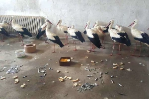 Rode se smrzavaju na putevima i poljima - ljudi ih unose u kuće