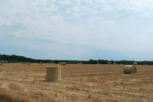 Koje su koristi slame: Od stelje za stoku do slamarice u wellnessu
