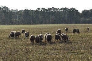 S pašnjaka nestalo 5.500 ovaca! Farmer procjenjuje štetu na veću od milijun eura