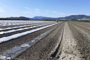 Krenula sadnja u dolini Neretve, očekivani urod do 15.000 tona lubenica