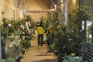 Palača puna sadnica - od aronije do agruma
