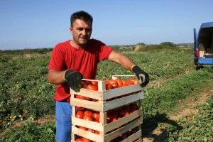 Dva turnusa rajčice: Kad prispiju ravnokotarske ostali mogu zaboraviti na prodaju svojih