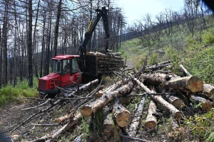 Sanacija nekad crnim borom pošumljenog, a danas izgorjelog Mirenskog Krasa