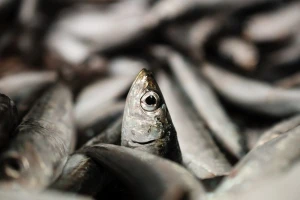 Dopuna pravilnika o obavljanju gospodarskog ribolova na moru srdelarom