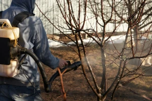 Savjetodavci upozoravaju: Vrijeme je za preventivnu zaštitu koštičavog voća