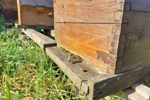 Koje radove treba obaviti u pčelinjaku tijekom veljače?