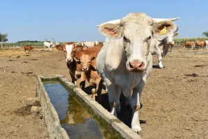 Državna statistika kaže: Porastao broj goveda, ovaca, svinja i pilića, pao broj koza