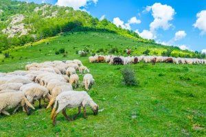 Objavljena nova Naredba o mjerama kontrole i sprječavanja kuge malih preživača u RH