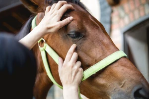 Osam veterinarskih vještina koje su potrebne svakom vlasniku konja