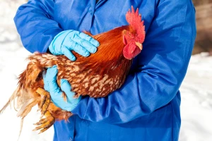 Veterinarska komora: Ako uočite simptome ptičje gripe, odmah javite veterinaru