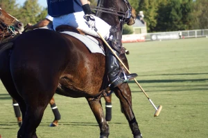 Argentinci stvorili genetski modificirane konje za polo