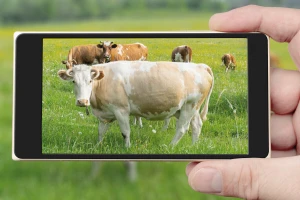 Američki farmeri važu goveda putem pametnog telefona
