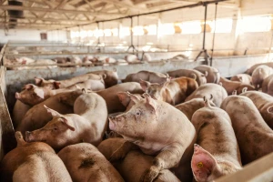 Svinjogojcima pogođenim afričkom svinjskom kugom dodatnih 11 milijuna eura potpore