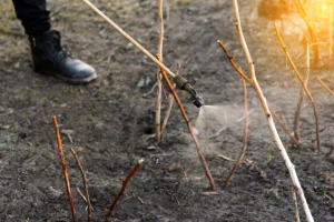 Kojim preparatima obaviti jesensku zaštitu maline, pogodnima i za eko proizvodnju?