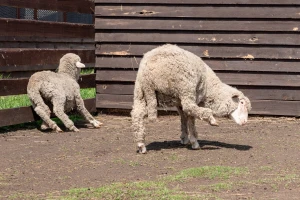 Šuga ovaca - kako ju spriječiti, a kako liječiti?
