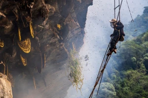 Kratki filmovi o "ludom“ medu s Himalaje u Nepalu