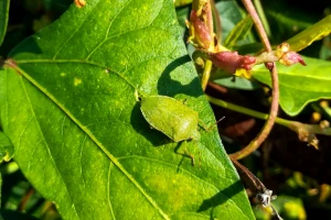 Zelena povrtna stjenica najviše voli mahunarke, ali i druge biljke - kako ju suzbiti?
