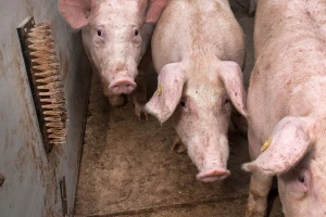 I svinje trebaju četkanje: Smanjuje im stres i povećava ekonomsku isplativost
