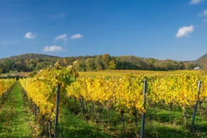 Osnovna gnojidba vinograda u jesen