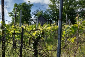 Opremanje vinograda s vinogradarskom armaturom