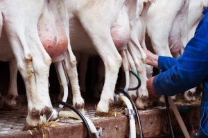 Podnesite zahtjev za potpore za obnovu narušenog proizvodnog potencijala u sektoru mljekarstva